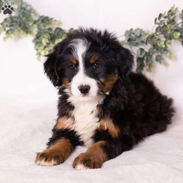 Mia, Bernedoodle Puppy